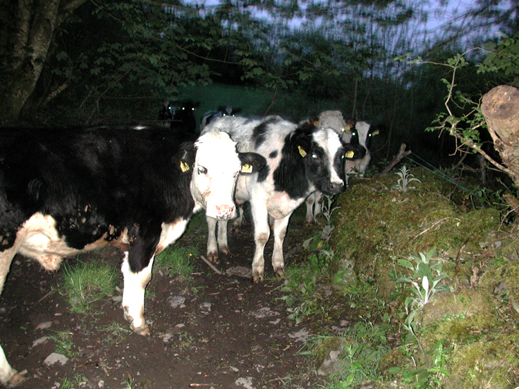 Curious cows at dusk, Lissicorrane.jpg 515.9K